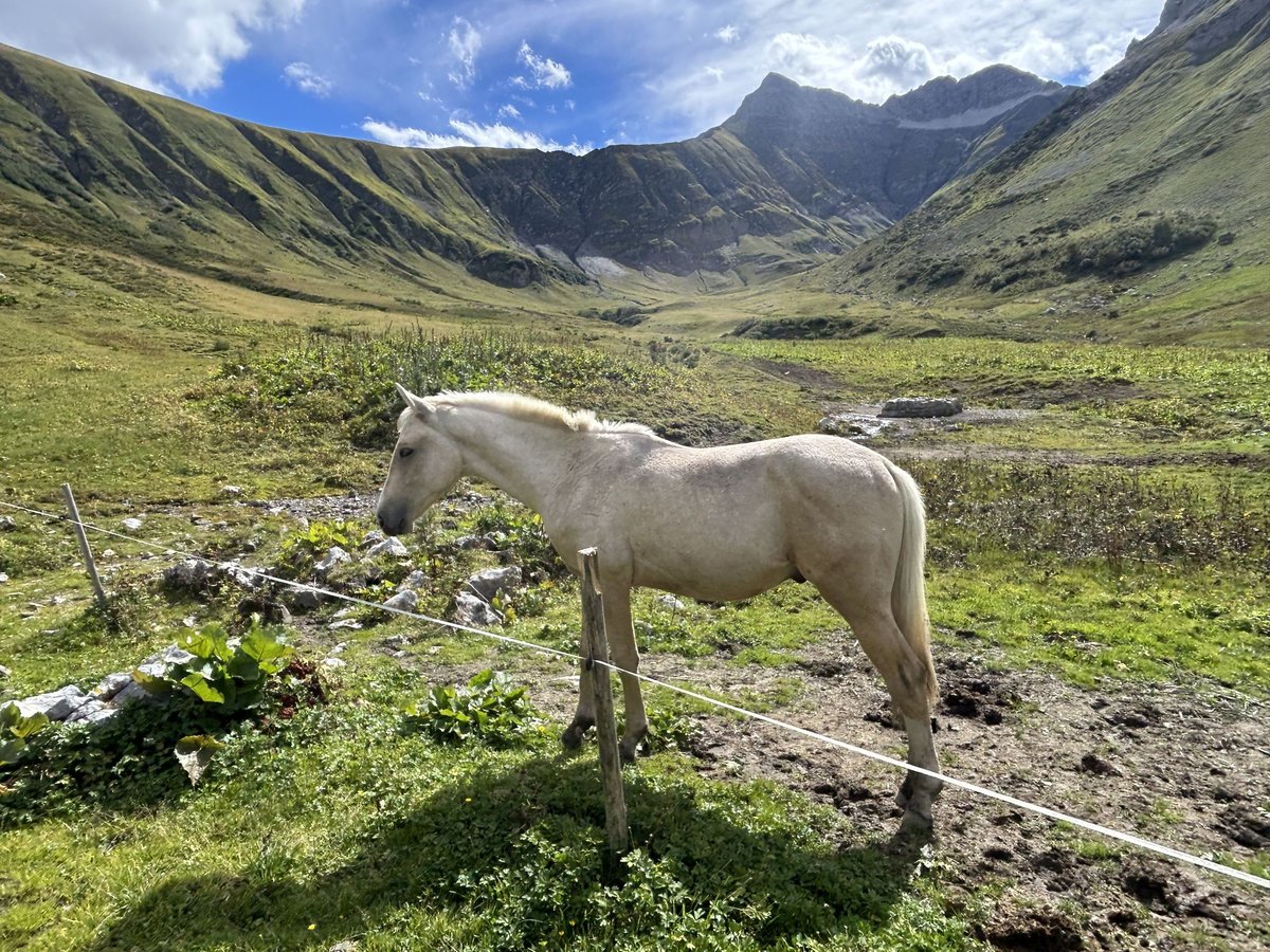 Niemiecki koń sportowy Ogier 1 Rok 170 cm Izabelowata in Wei&#xDF;enhornWei&#xDF;enhorn