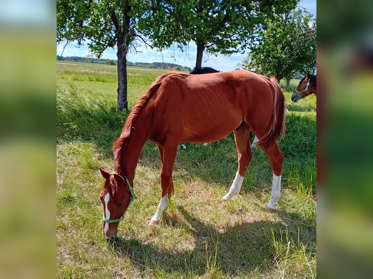 Niemiecki koń sportowy Ogier 1 Rok 170 cm Kasztanowata in Milower Land