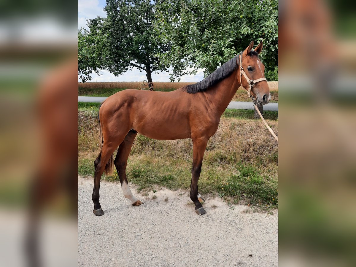 Niemiecki koń sportowy Ogier 1 Rok 172 cm Gniada in Ilmtal-Weinstraße Niemiecki koń sportowy Ogier 1 Rok 172 cm Gniada in Ilmtal-Weinstraße