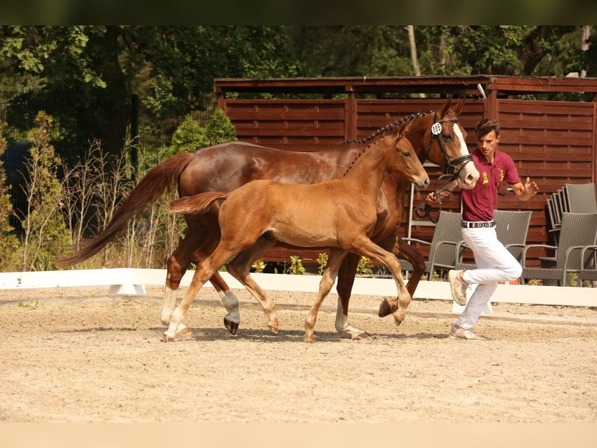 Niemiecki koń sportowy Ogier 1 Rok Kasztanowata in Potsdam