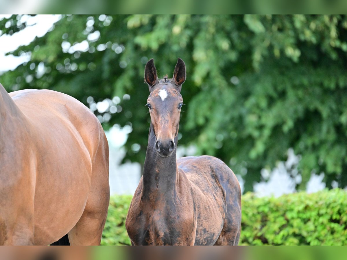 Niemiecki koń sportowy Ogier 1 Rok Może być siwy in Jerichow