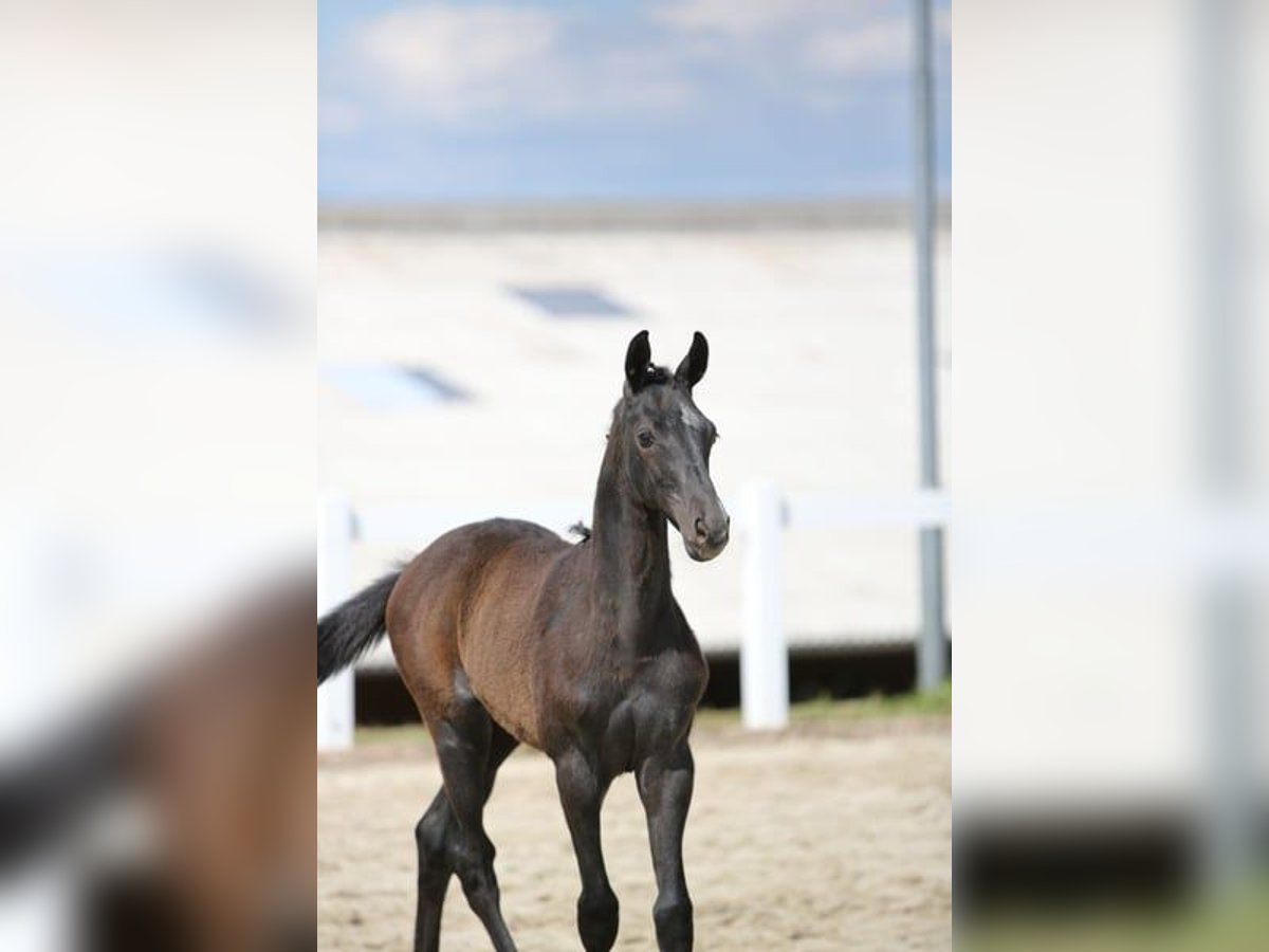 Niemiecki koń sportowy Ogier 1 Rok Siwa in Neustadt/Dosse