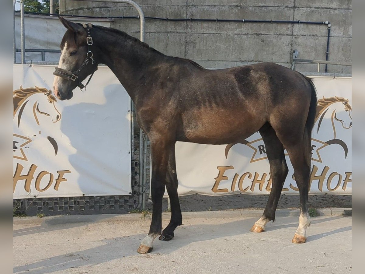 Niemiecki koń sportowy Ogier 3 lat 167 cm Siwa in Bad König