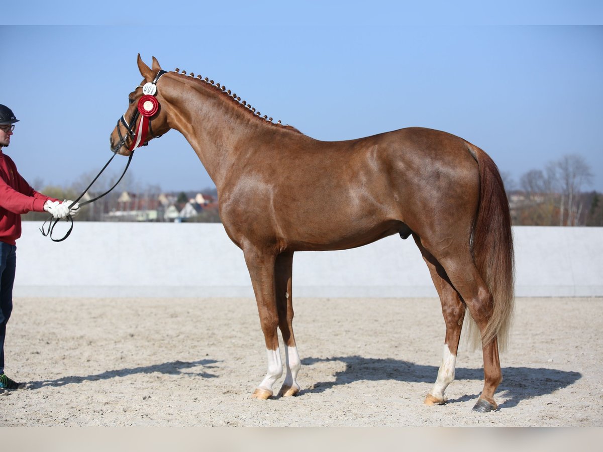 Niemiecki koń sportowy Ogier 3 lat 169 cm Kasztanowata in Priestewitz