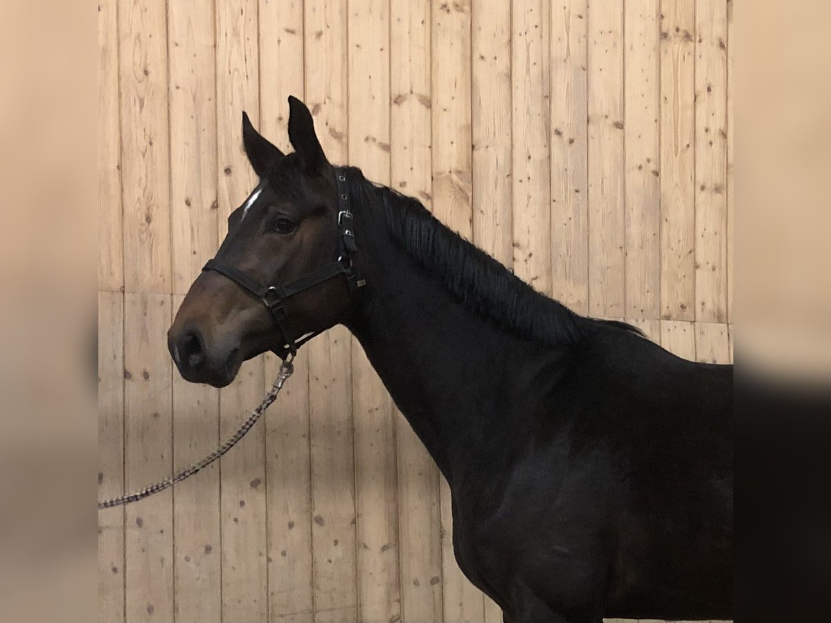 Niemiecki koń sportowy Ogier 4 lat 168 cm Gniada in Verl
