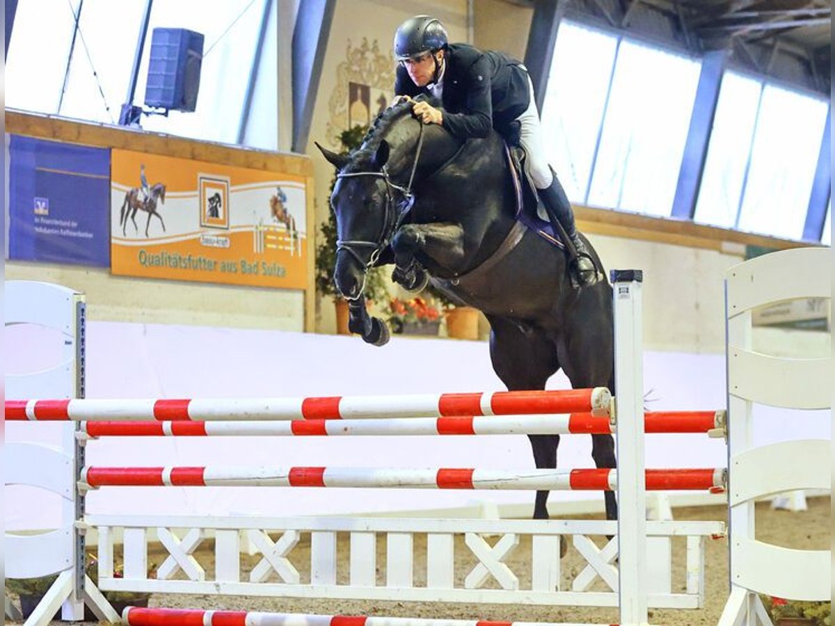 Niemiecki koń sportowy Ogier Kara in Torgau