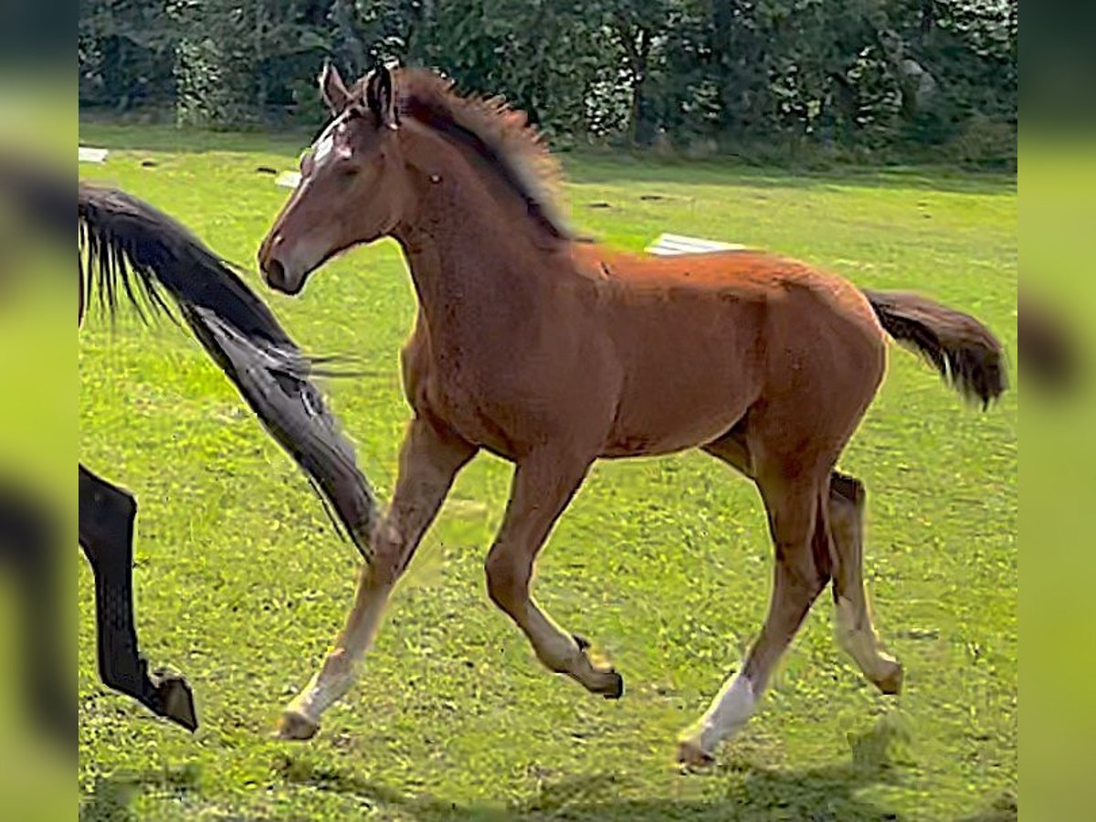 Niemiecki koń sportowy Ogier Źrebak (03/2024) 170 cm Gniada in Mahlow