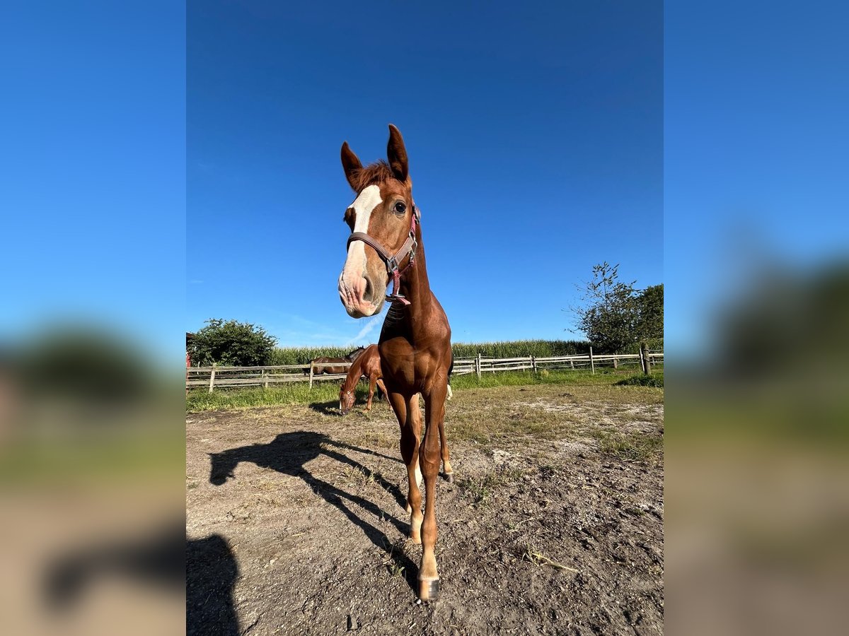 Niemiecki koń sportowy Ogier Źrebak (03/2025) 170 cm Kasztanowata in Bad Griesbach im Rottal