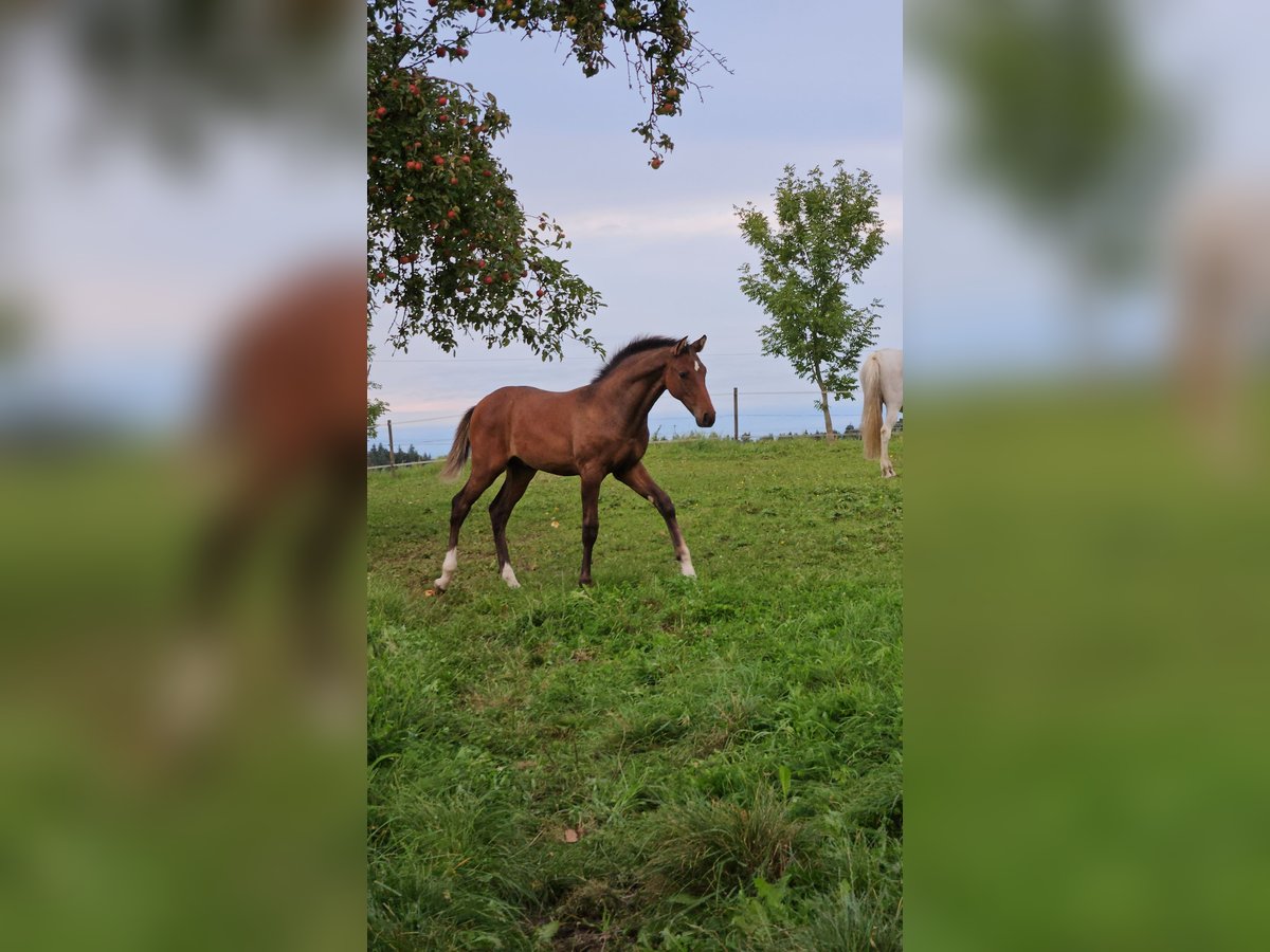 Niemiecki koń sportowy Ogier Źrebak (04/2025) Gniada in Berg