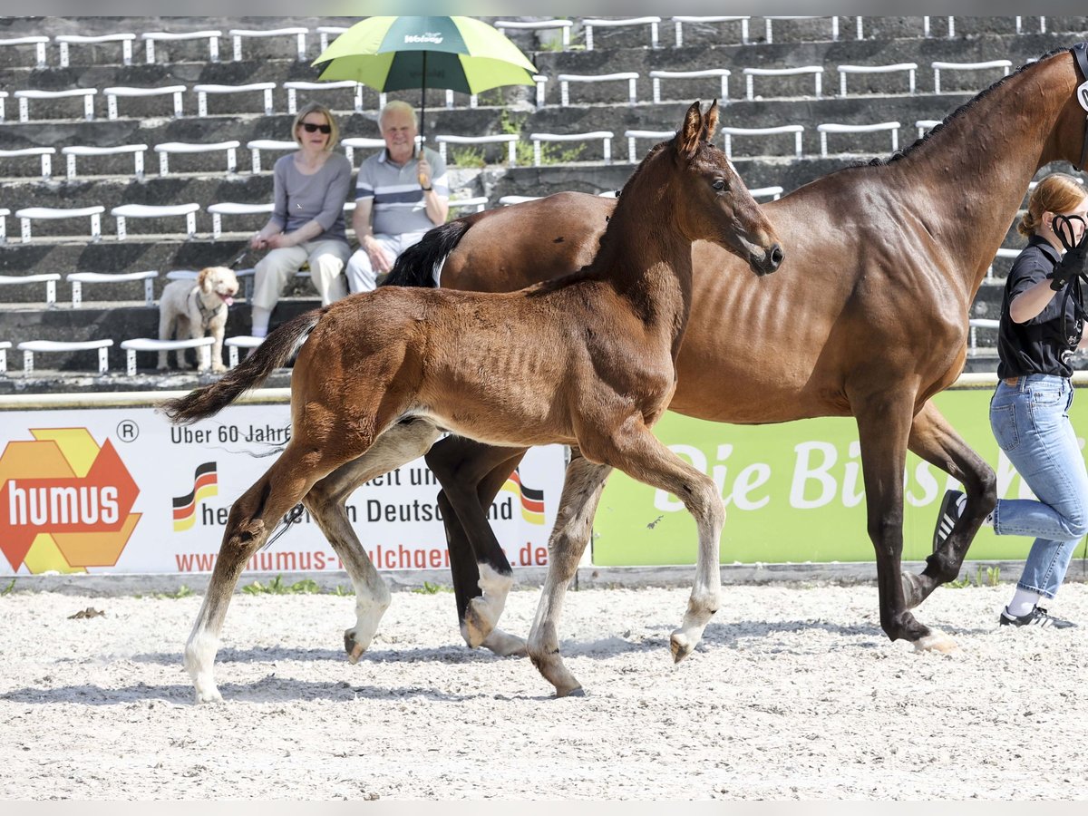 Niemiecki koń sportowy Ogier Źrebak (03/2025) Gniada in Gomadingen