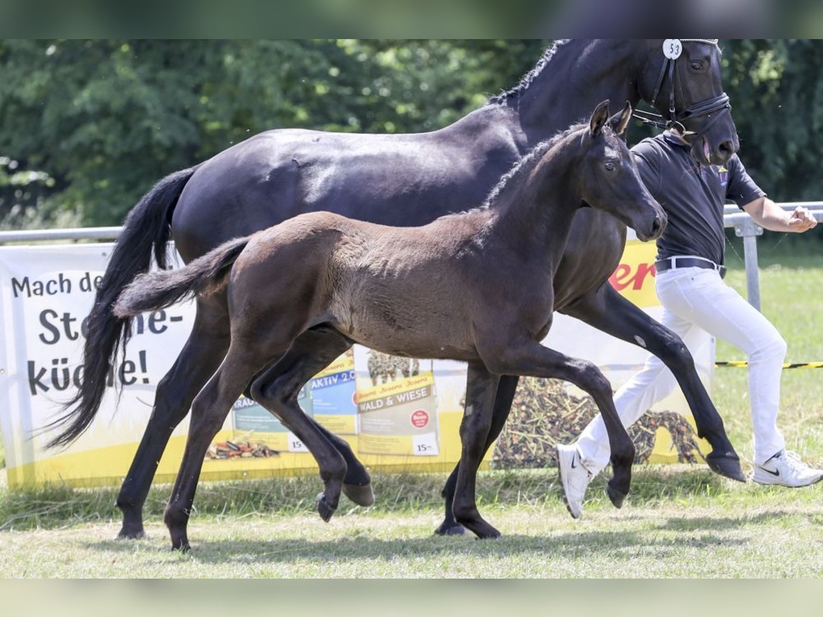 Niemiecki koń sportowy Ogier Źrebak (03/2025) Kara in Gomadingen