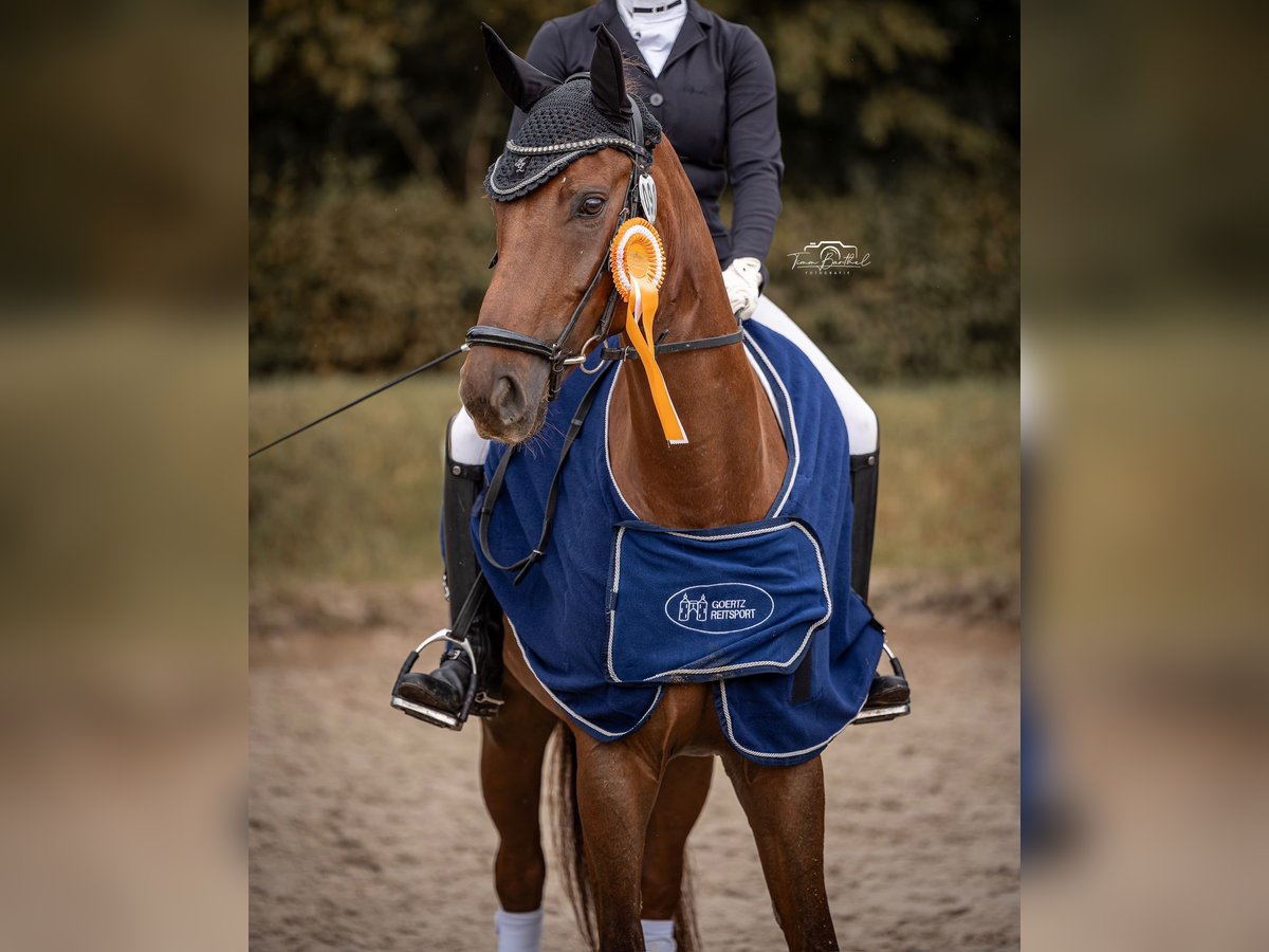 Niemiecki koń sportowy Wałach 10 lat 172 cm Kasztanowata in Aschersleben Klein Schierstedt