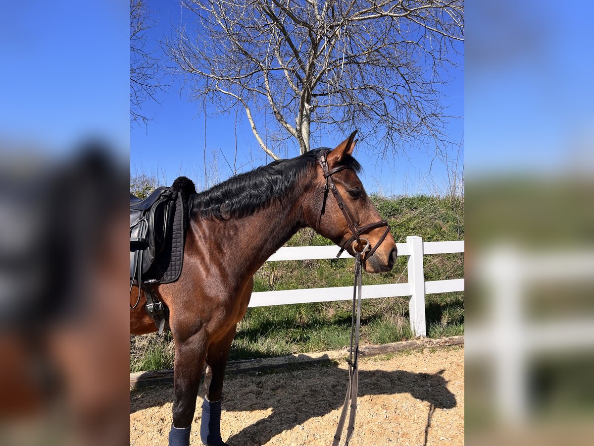 Niemiecki koń sportowy Wałach 14 lat 167 cm Gniada in Jahnsdorf/Erzgebirge