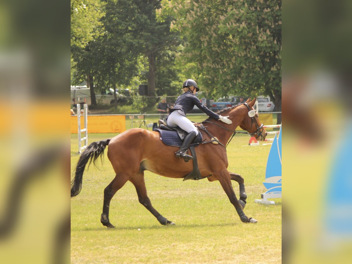 Niemiecki koń sportowy Wałach 14 lat 187 cm Gniada in Berlin