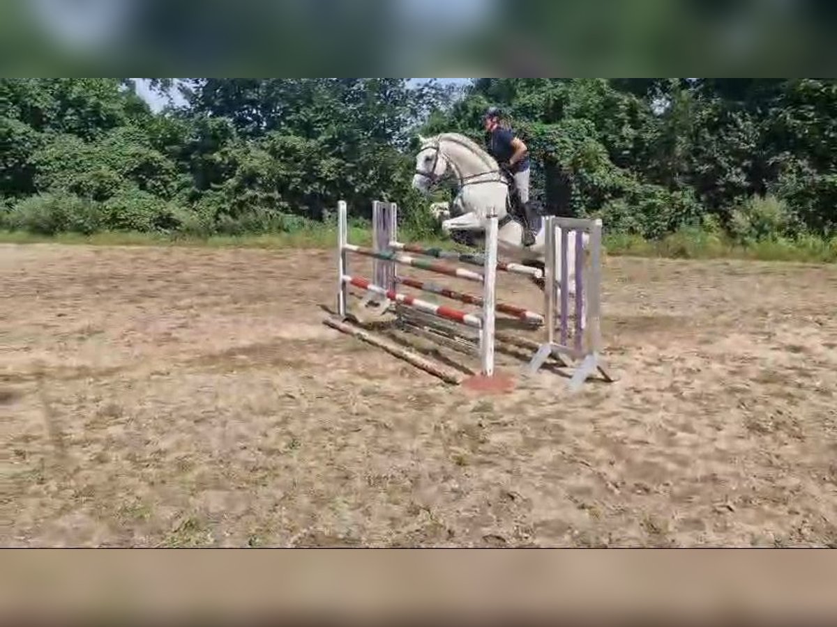 Niemiecki koń sportowy Wałach 16 lat 170 cm Siwa w hreczce in Wahlitz