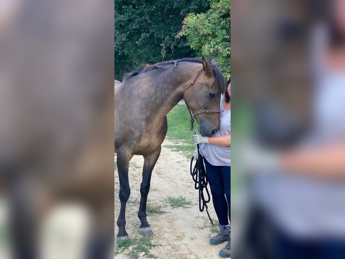 Niemiecki koń sportowy Mix Wałach 20 lat 165 cm Gniada in Paulinenaue