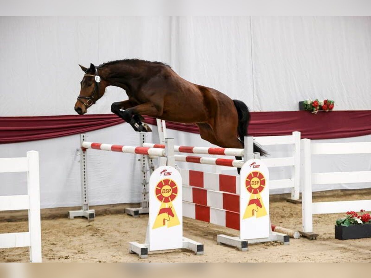 Niemiecki koń sportowy Wałach 3 lat 163 cm Gniada in Lauda-Königshofen