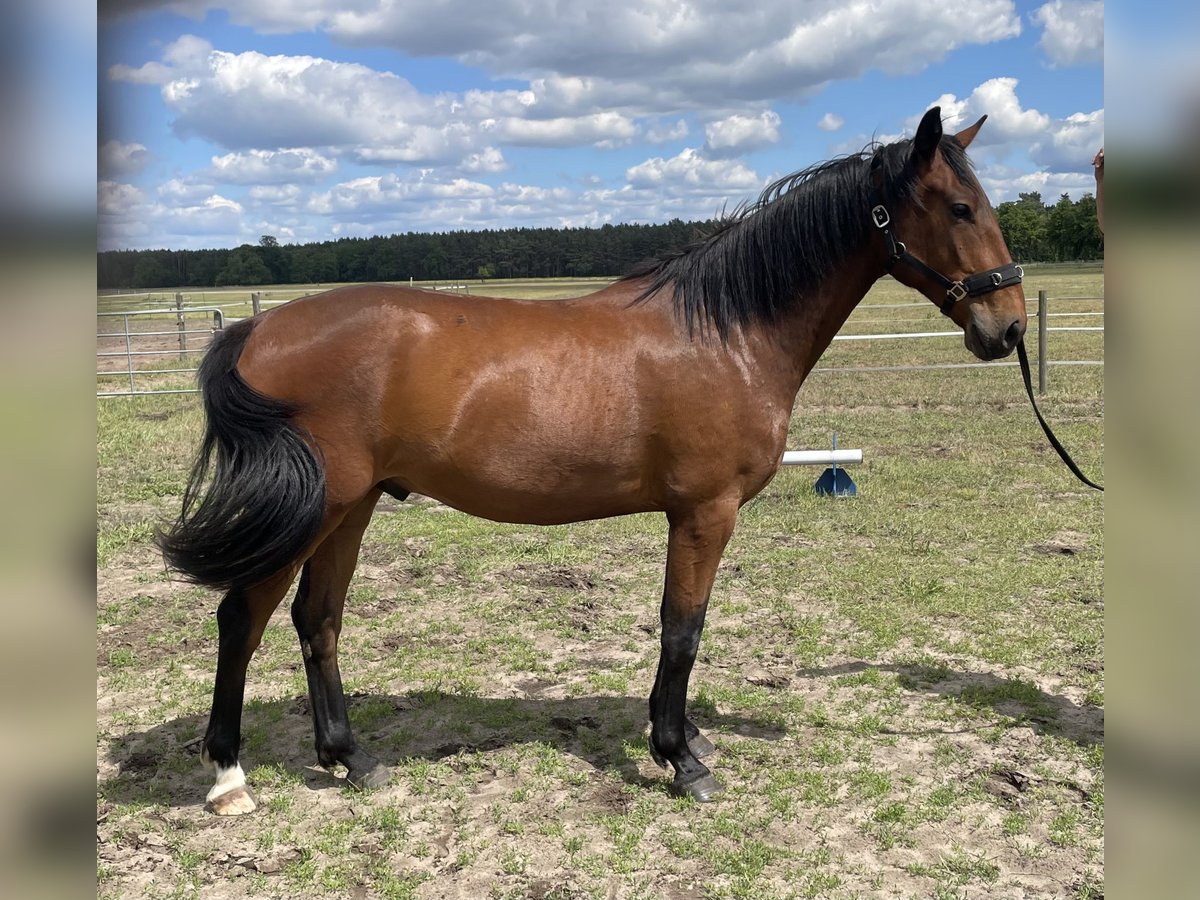 Niemiecki koń sportowy Mix Wałach 3 lat 165 cm Gniada in L&#xF6;wenberger Land