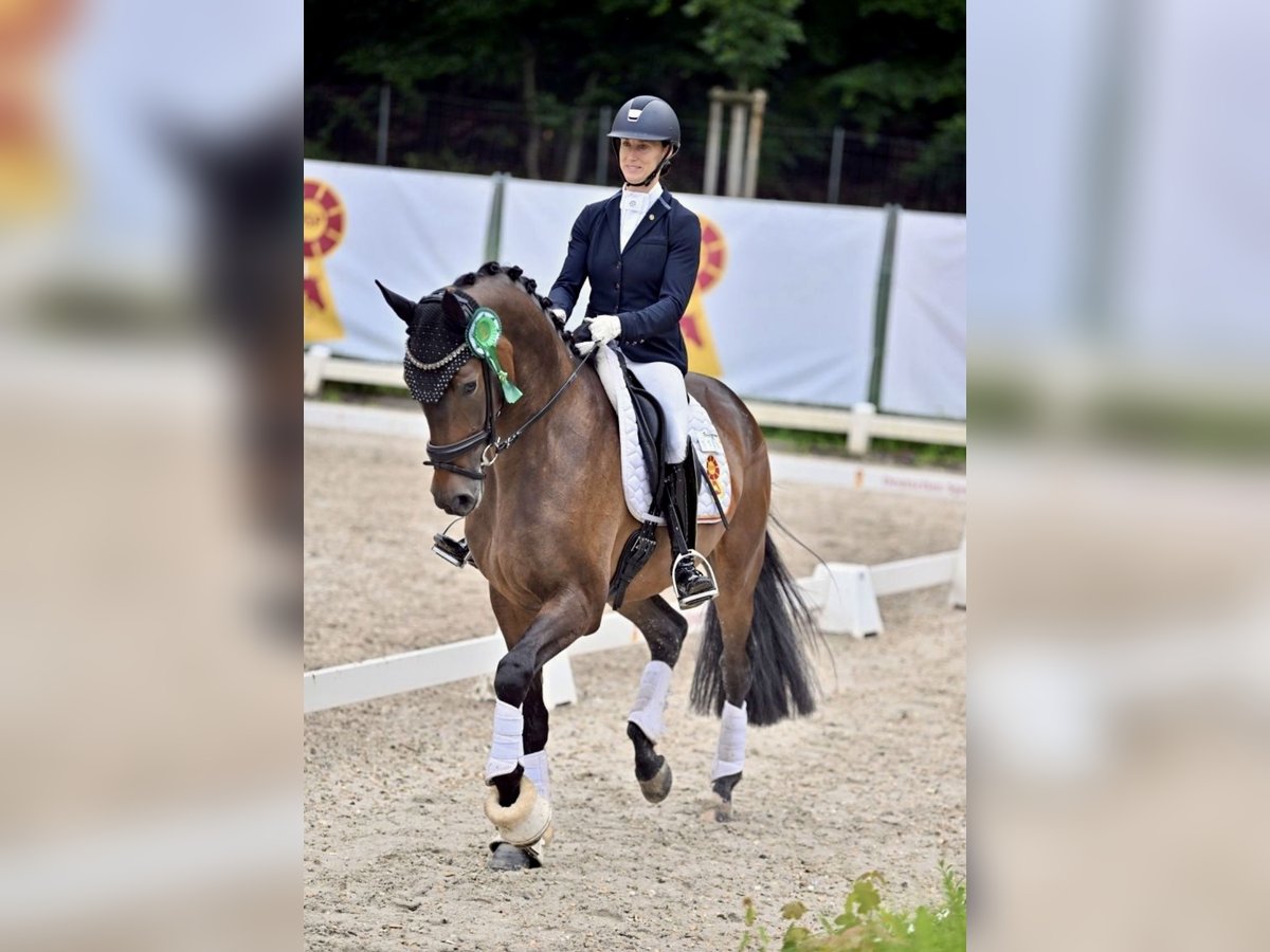 Niemiecki koń sportowy Wałach 3 lat 170 cm Gniada in Bad Homburg vor der H&#xF6;he