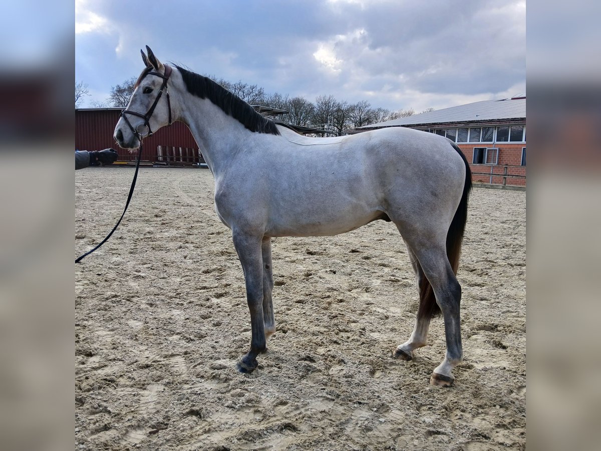 Niemiecki koń sportowy Wałach 3 lat 171 cm Siwa in Lohne (Oldenburg)