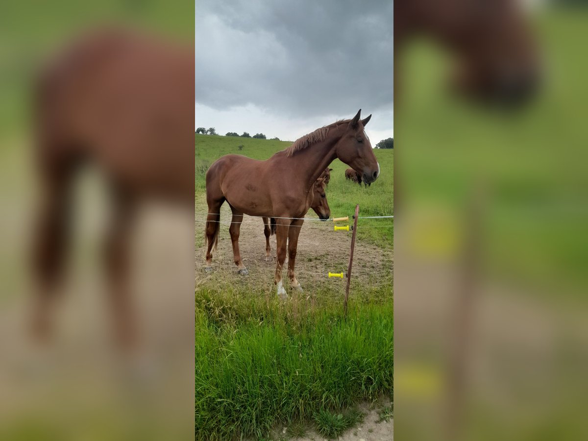 Niemiecki koń sportowy Wałach 3 lat 178 cm Kasztanowata in Auerstedt