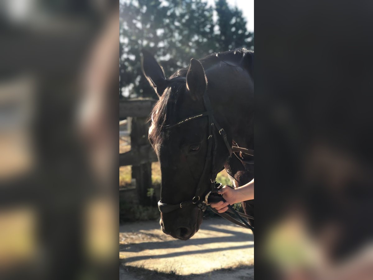 Niemiecki koń sportowy Wałach 4 lat 167 cm Gniada in Arnstedt