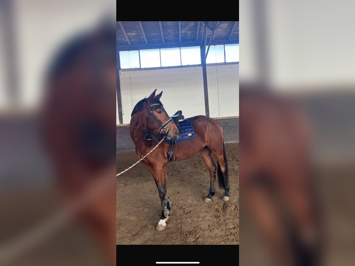 Niemiecki koń sportowy Wałach 4 lat 167 cm Gniada in München-Riem
