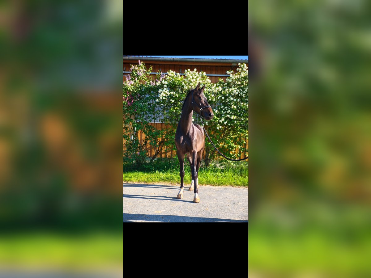 Niemiecki koń sportowy Wałach 4 lat 168 cm Gniada in Wilhermsdorf Niemiecki koń sportowy Wałach 4 lat 168 cm Gniada in Wilhermsdorf