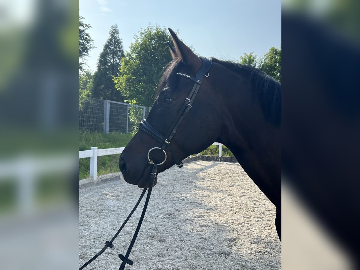 Niemiecki koń sportowy Wałach 4 lat 169 cm Skarogniada in Metzingen