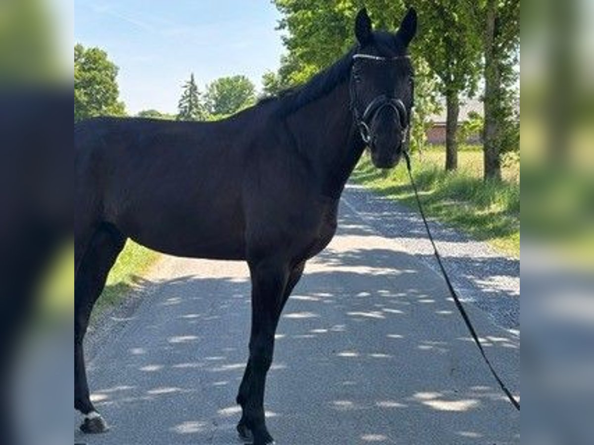 Niemiecki koń sportowy Wałach 4 lat 170 cm Kara in Lüdinghausen