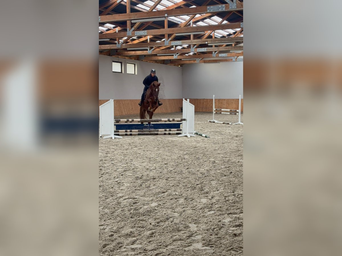 Niemiecki koń sportowy Wałach 4 lat 170 cm Kasztanowata in &#x17B;arow