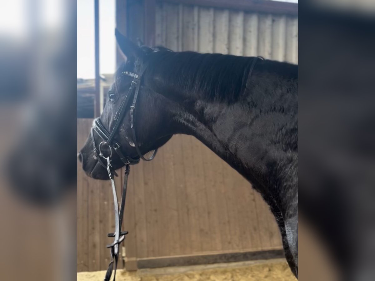 Niemiecki koń sportowy Wałach 4 lat 171 cm Kara in Lüdinghausen