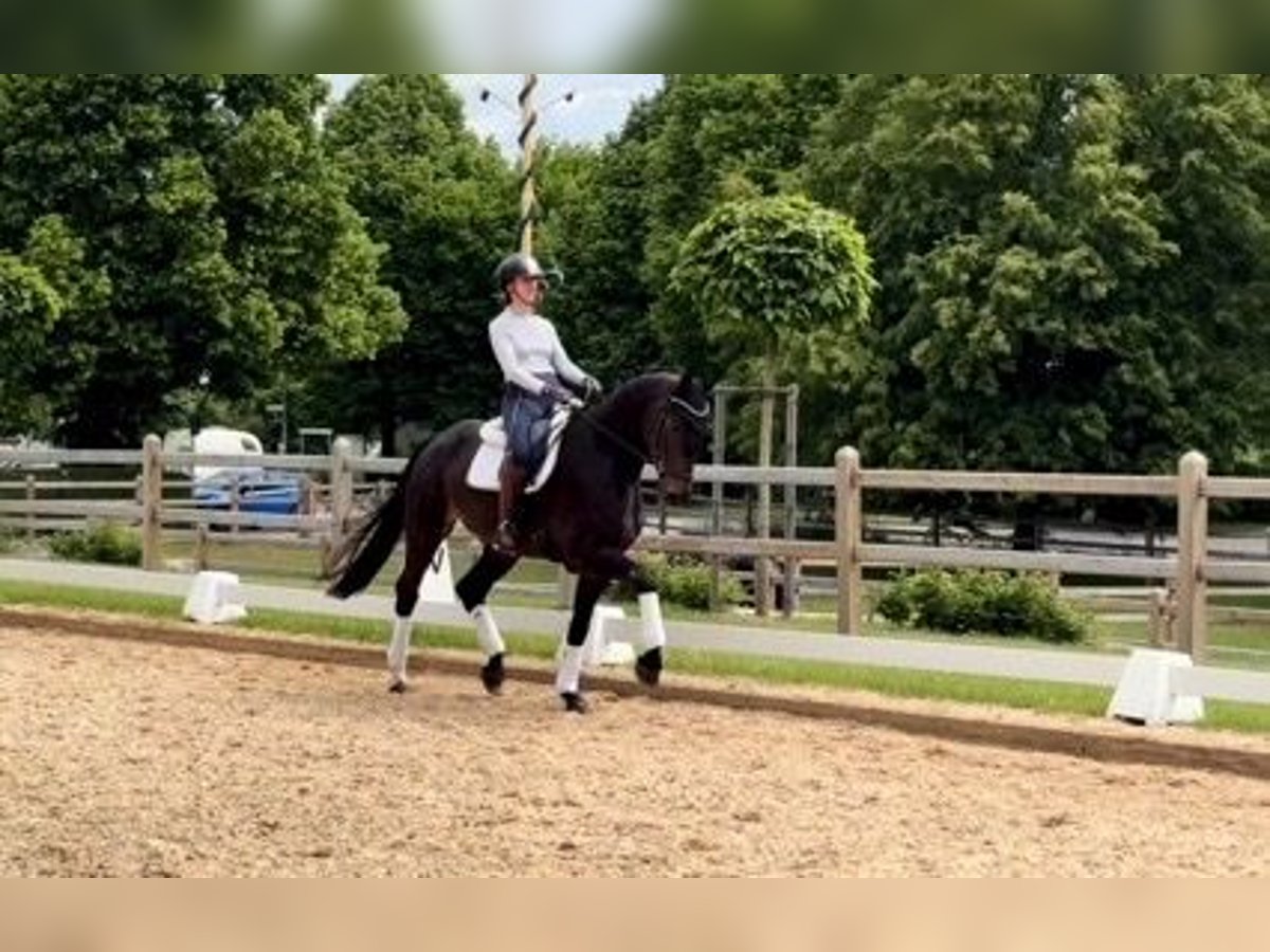 Niemiecki koń sportowy Wałach 4 lat 172 cm Gniada in Rottenburg an der Laaber
