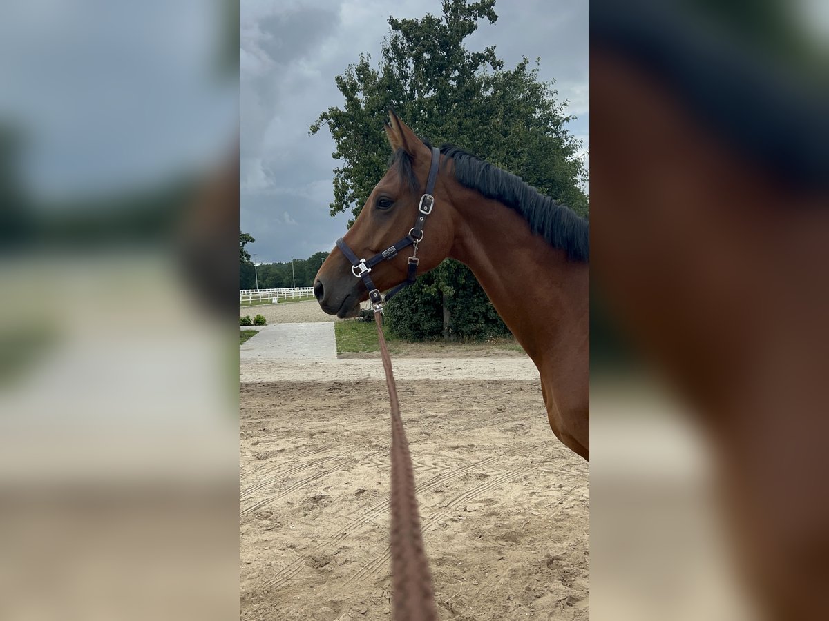 Niemiecki koń sportowy Wałach 4 lat 174 cm Gniada in Hohenfelde