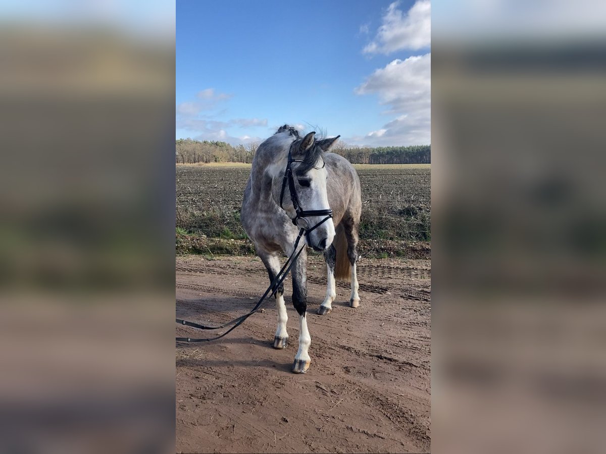 Niemiecki koń sportowy Wałach 5 lat 163 cm Siwa in Bismark (Altmark) OT Grävenitz
