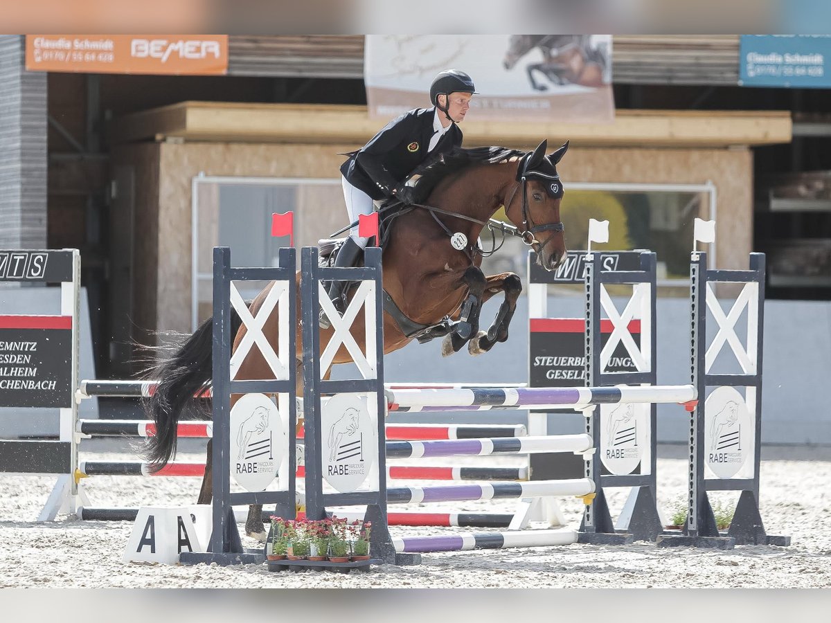 Niemiecki koń sportowy Wałach 5 lat 164 cm Gniada in Neustadt in Sachsen