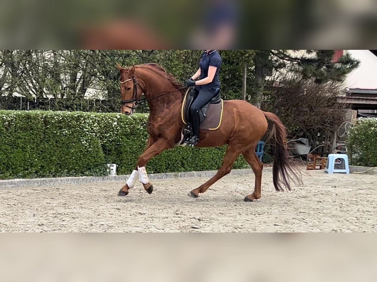 Niemiecki koń sportowy Wałach 5 lat 165 cm Kasztanowata in Schönwalde