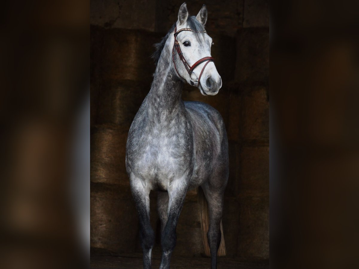 Niemiecki koń sportowy Wałach 5 lat 165 cm Siwa in Landsberg