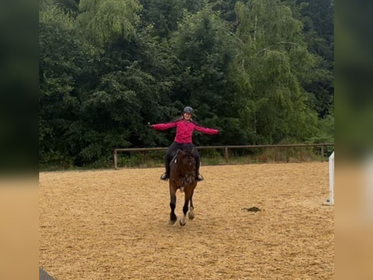 Niemiecki koń sportowy Wałach 5 lat 170 cm Ciemnogniada in Seehausen am Staffelsee