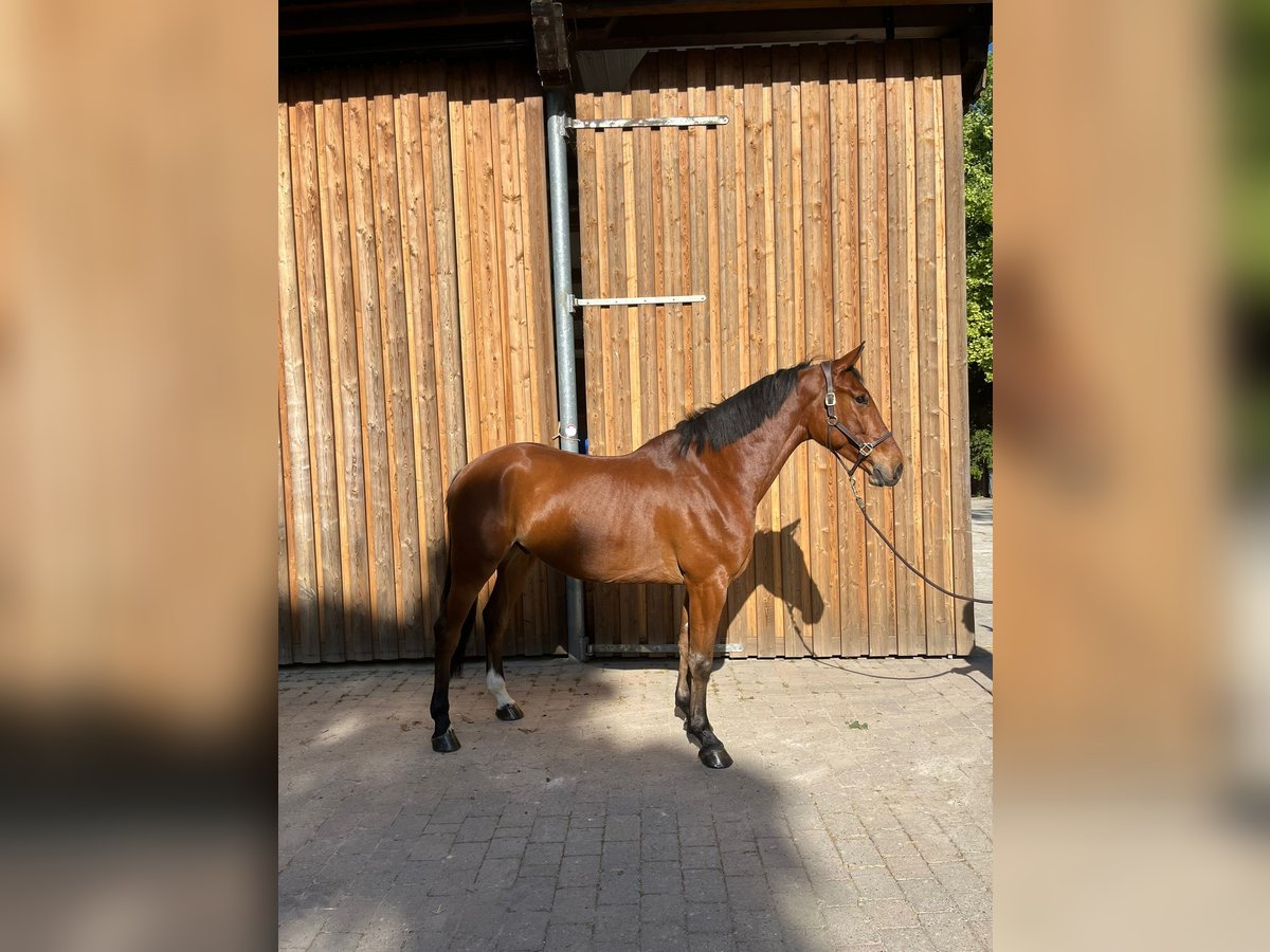 Niemiecki koń sportowy Wałach 5 lat 171 cm Gniada in Grevenbroich