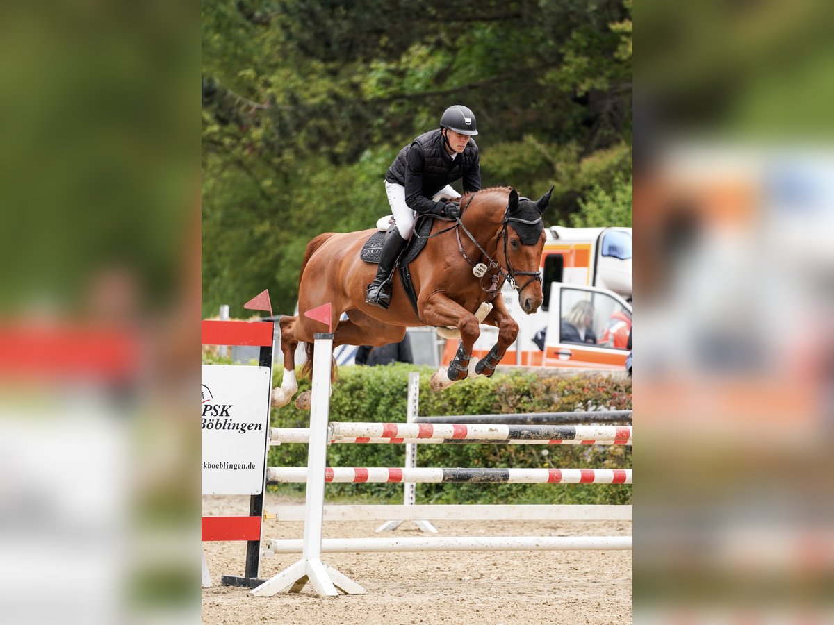 Niemiecki koń sportowy Wałach 5 lat 175 cm Kasztanowata in Donzdorf
