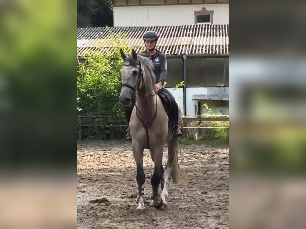 Niemiecki koń sportowy Wałach 5 lat 176 cm Siwa in Braunschweig