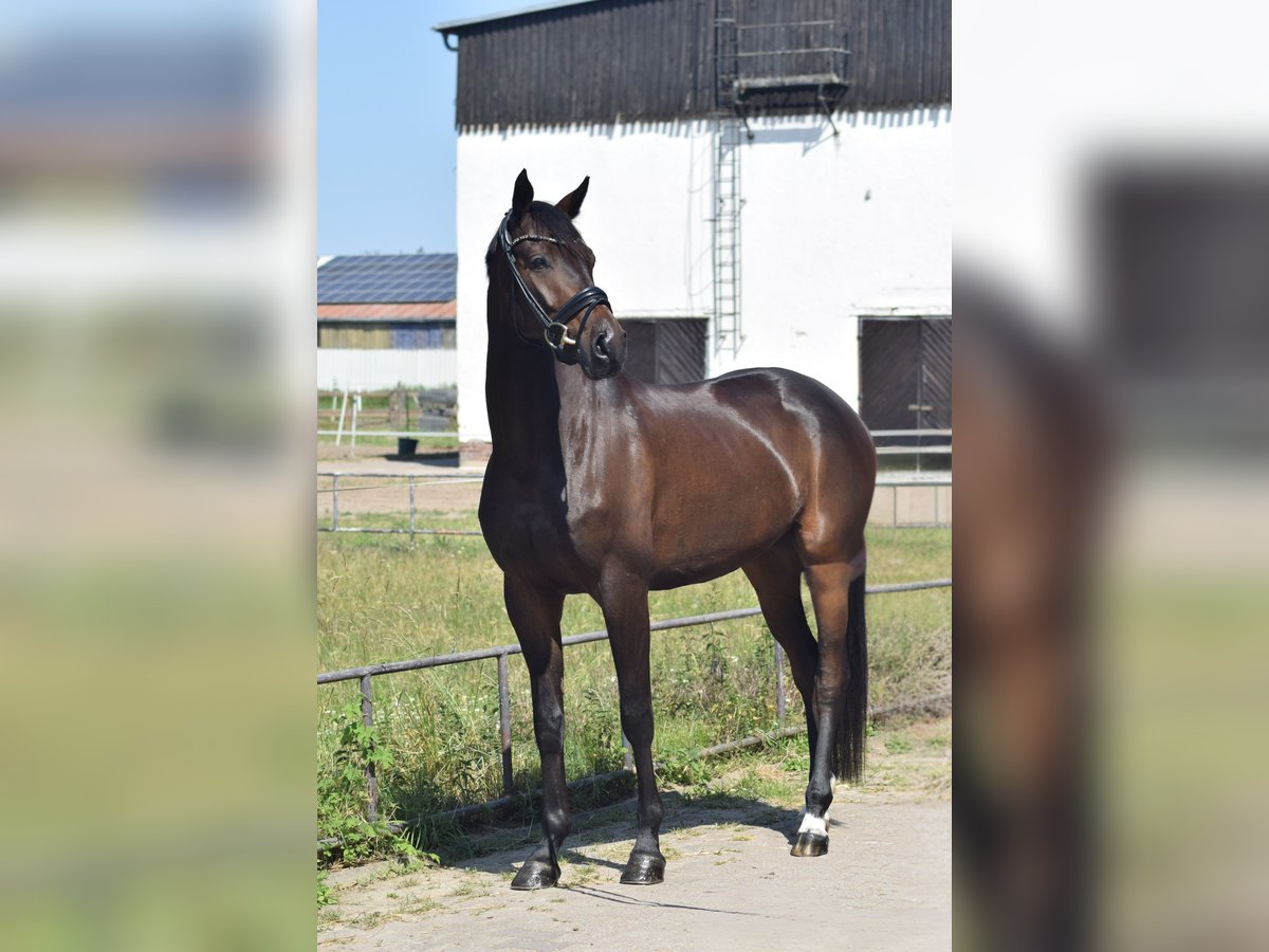 Niemiecki koń sportowy Wałach 6 lat 169 cm Ciemnogniada in Dallgow-D&#xF6;beritz