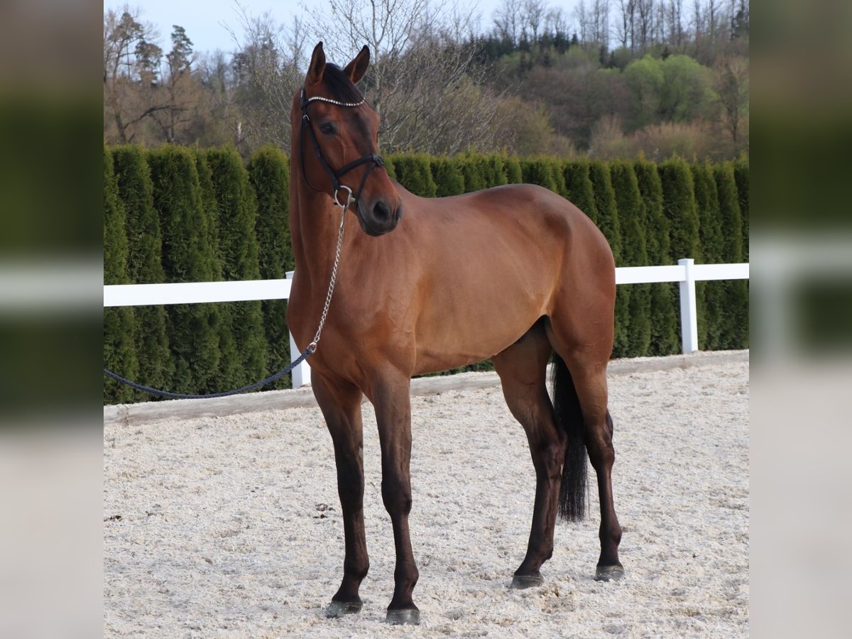 Niemiecki koń sportowy Wałach 6 lat 169 cm Gniada in Schwäbisch Hall