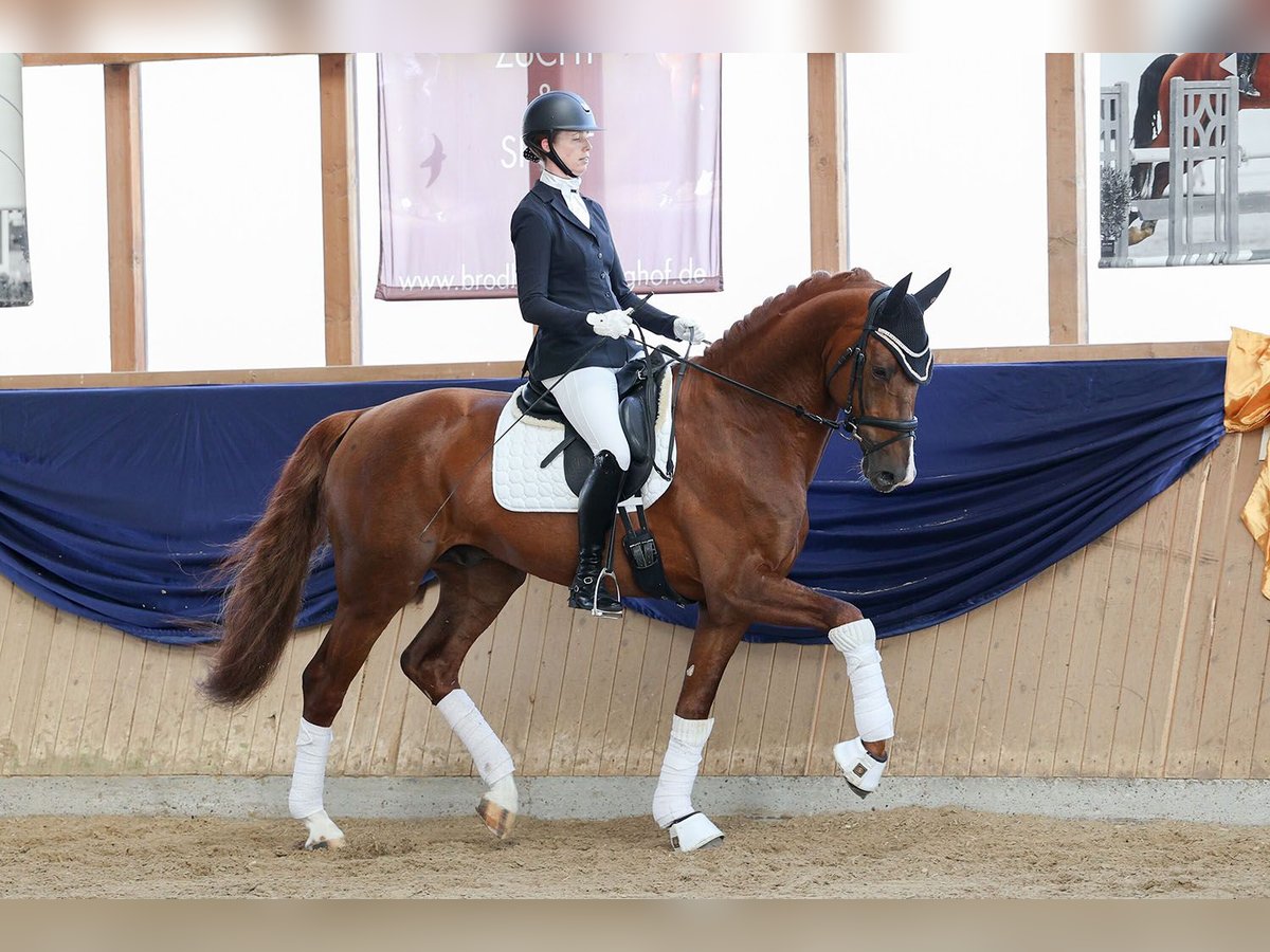 Niemiecki koń sportowy Wałach 6 lat 171 cm Kasztanowata in Riedstadt