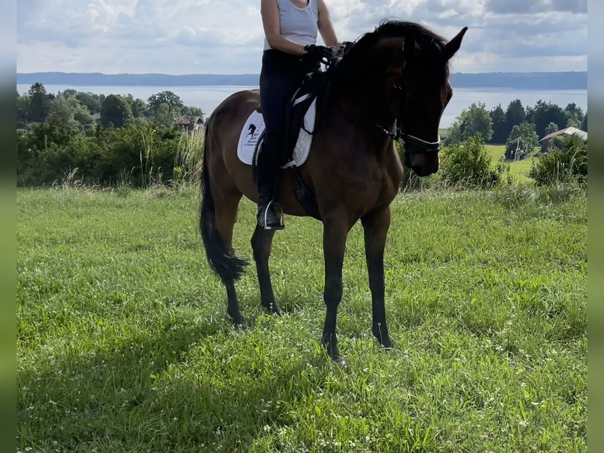 Niemiecki koń sportowy Wałach 7 lat 168 cm Gniada in Tutzing