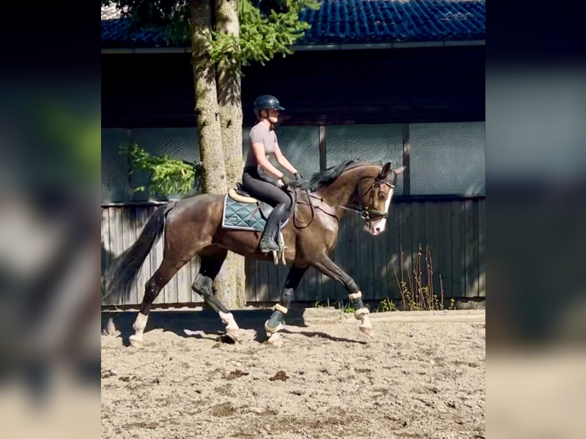 Niemiecki koń sportowy Wałach 7 lat 168 cm Gniada in Pelmberg