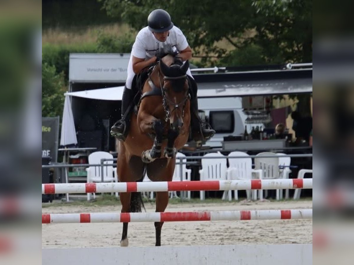 Niemiecki koń sportowy Wałach 9 lat 167 cm Gniada in Heinsberg