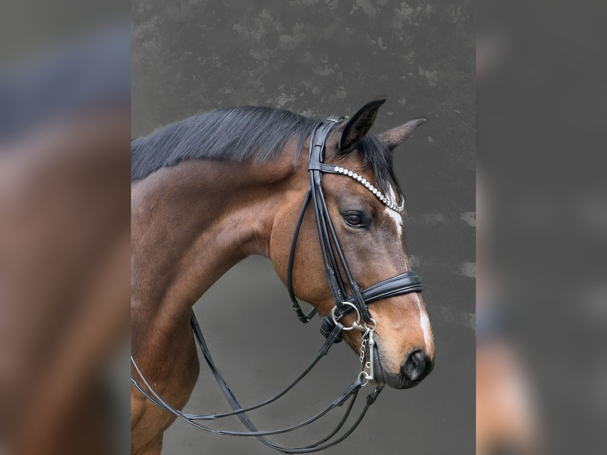 Niemiecki koń sportowy Wałach 9 lat 173 cm Gniada in Duisburg