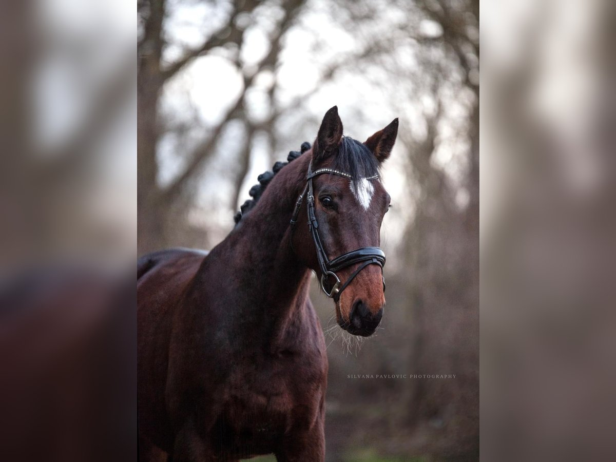 Niemiecki koń sportowy Wałach 10 lat 167 cm Gniada in Bruchsal